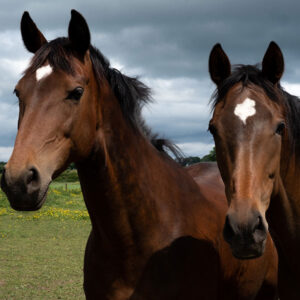 Equestrian